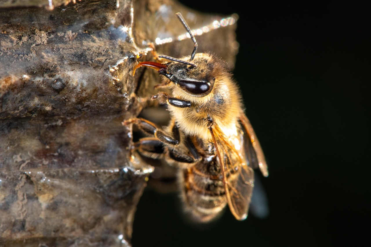 bee honeybee flower macro